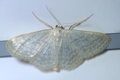 <i>Idaea subsericeata</i>