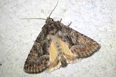 <i>Thalpophila matura</i>