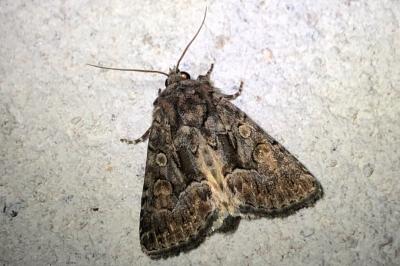 <i>Thalpophila matura</i>