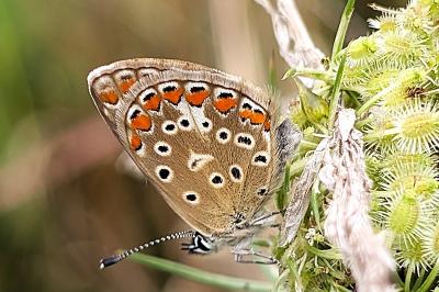 <i>Polyommatus icarus</i>