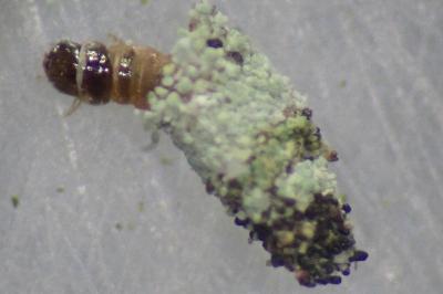 <i>Luffia lapidella</i>
