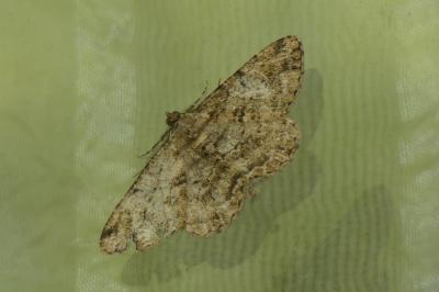 <i>Peribatodes rhomboidaria</i>