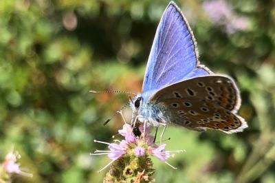 <i>Polyommatus icarus</i>