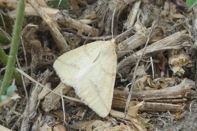 <i>Aspitates ochrearia</i>