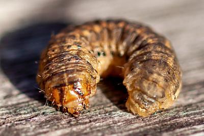 <i>Agrotis</i>