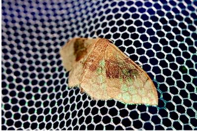 <i>Idaea degeneraria</i>