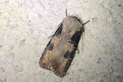 <i>Agrotis puta</i>