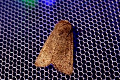 <i>Hoplodrina ambigua</i>