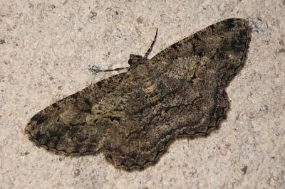 <i>Peribatodes rhomboidaria</i>