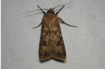 <i>Agrotis segetum</i>