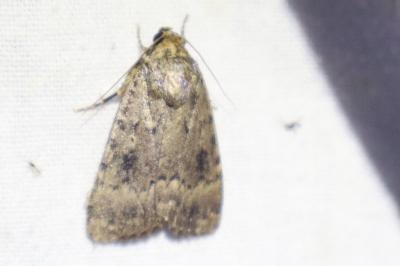 <i>Amphipyra pyramidea</i>