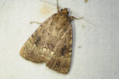 <i>Amphipyra pyramidea</i>