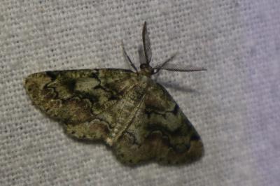 <i>Cleorodes lichenaria</i>
