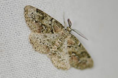 <i>Cleorodes lichenaria</i>