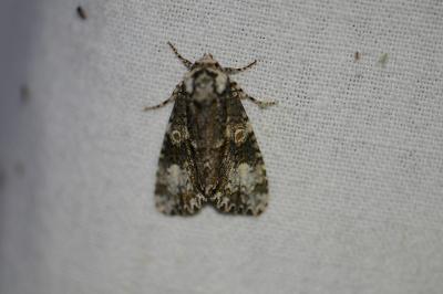 <i>Craniophora ligustri</i>