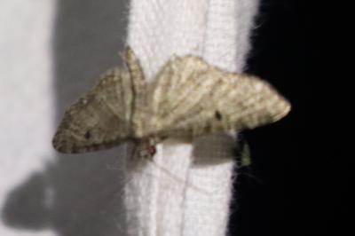 <i>Eupithecia</i>