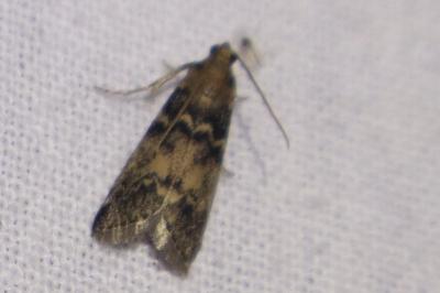 <i>Euzophera pinguis</i>