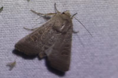 <i>Hoplodrina ambigua</i>