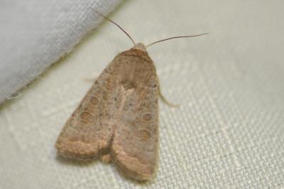 <i>Hoplodrina ambigua</i>