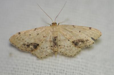 <i>Idaea dimidiata</i>