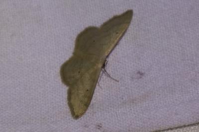 <i>Idaea straminata</i>