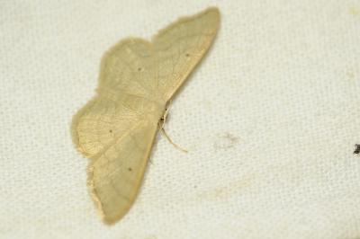 <i>Idaea straminata</i>