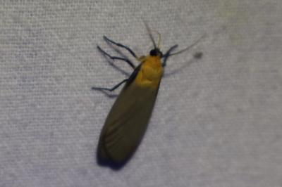 <i>Lithosia quadra</i>