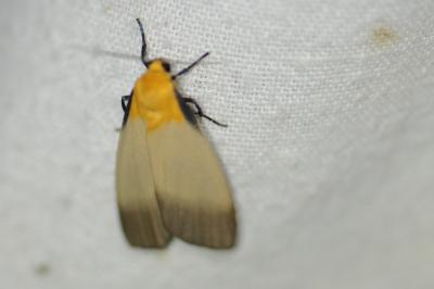 <i>Lithosia quadra</i>