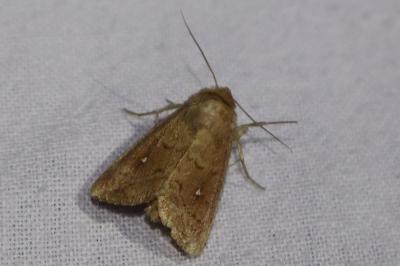 <i>Mythimna albipuncta</i>