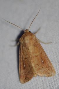 <i>Mythimna albipuncta</i>