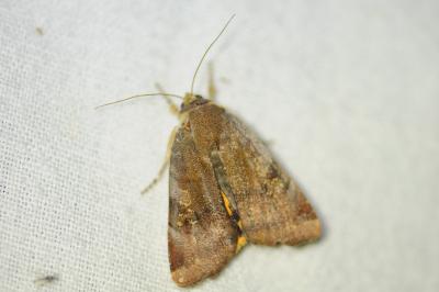 <i>Noctua janthe/janthina</i>