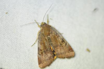 <i>Noctua janthe/janthina</i>