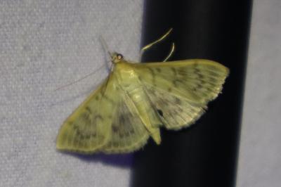 <i>Patania ruralis</i>