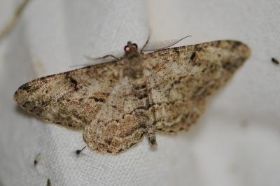 <i>Peribatodes rhomboidaria</i>