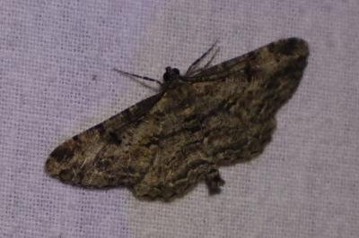 <i>Peribatodes rhomboidaria</i>