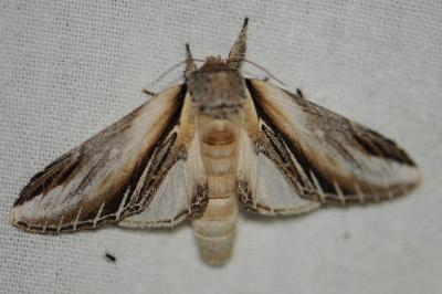 <i>Pheosia tremula</i>