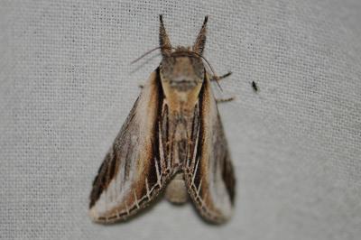 <i>Pheosia tremula</i>
