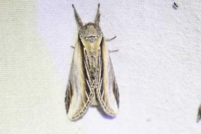 <i>Pheosia tremula</i>
