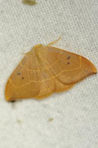 <i>Watsonalla binaria</i>