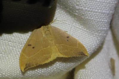 <i>Watsonalla binaria</i>