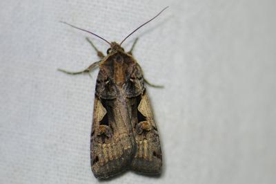 <i>Xestia c-nigrum</i>