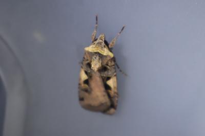 <i>Xestia c-nigrum</i>