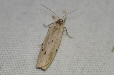 <i>Pelosia muscerda</i>