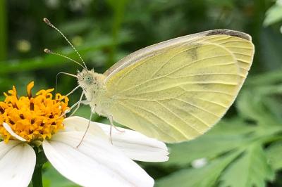 <i>Pieris brassicae</i>