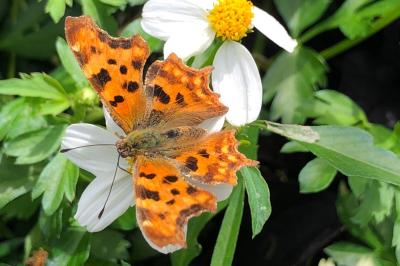 <i>Polygonia c-album</i>