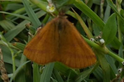<i>Lythria purpuraria</i>