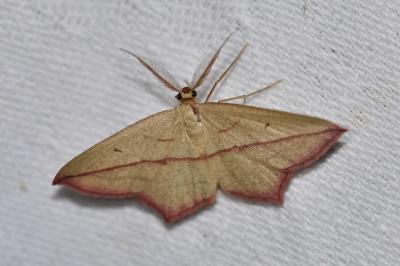 <i>Timandra comae</i>
