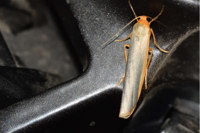 <i>Manulea complana</i>