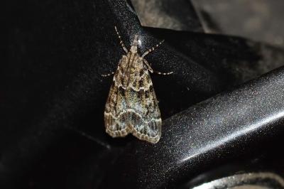<i>Eudonia mercurella</i>