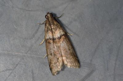 <i>Acrobasis tumidana</i>